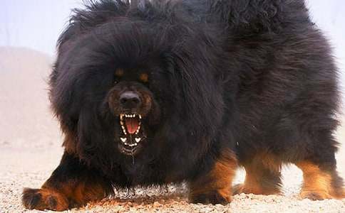 读《藏獒渡魂》有感(12篇)