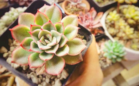 ���ڰ��������������Ȧ�������