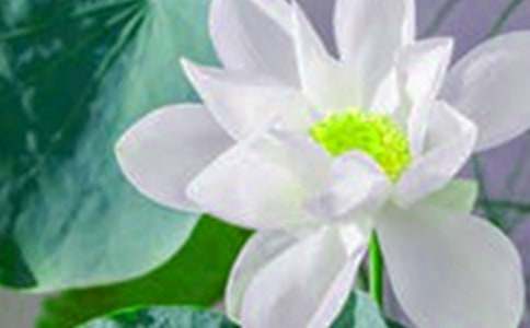 赞美荷花的句子