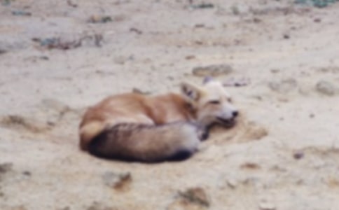 ���˲���ĺ���ְ֡������(����)