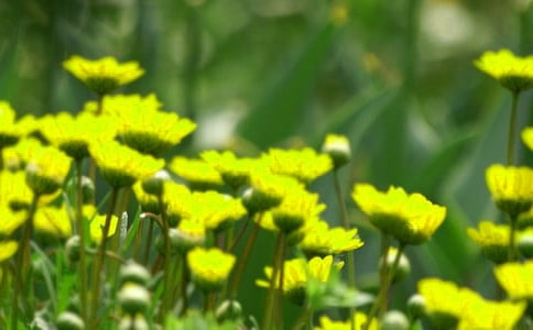 ���ݻ���ľ���33��