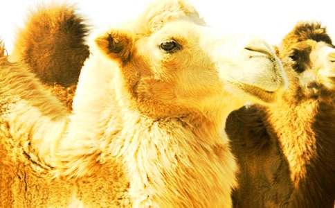 ���������Ӷ����