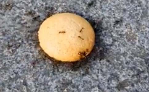 ���ϵĹ����Ķ������