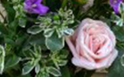 送粉玫瑰代表什么意思