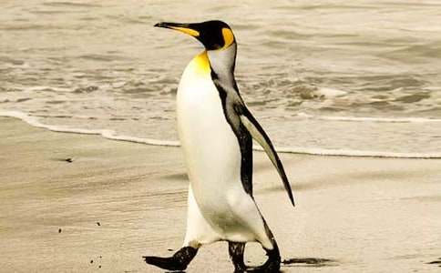 读爱心企鹅有感(合集15篇)