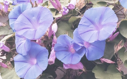 ��дǣţ������������