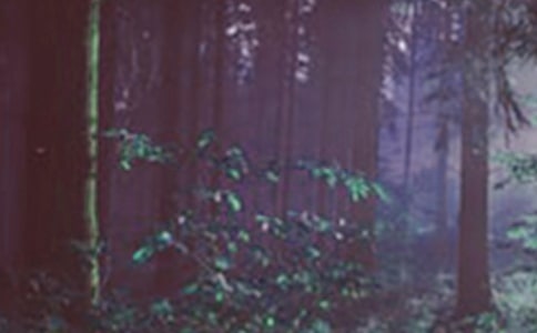 ����ɭ���ձ���ɭ����������