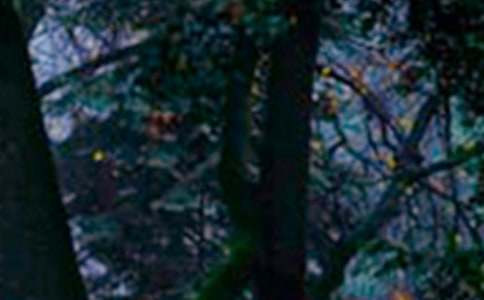 森林防火的征文