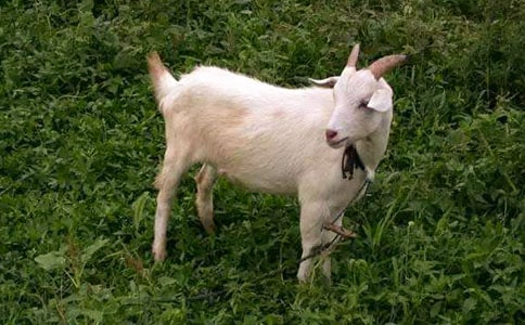 ��������ɽ�򲻳����òݡ������3ƪ