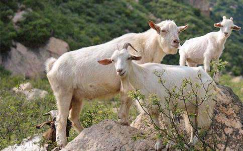 ɽ�򲻳����òݵĶ���м���2ƪ