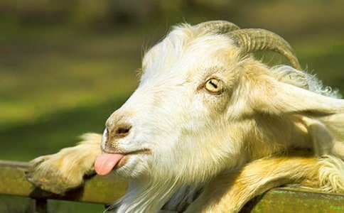 ɽ������Ķ���ϰ�⼰�ο���