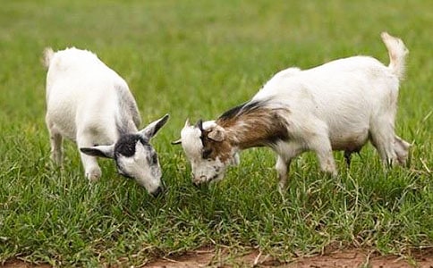 ɽ�򲻳����òݶ����400�־�ѡ