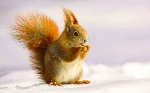 《变成松鼠的女孩》读后感