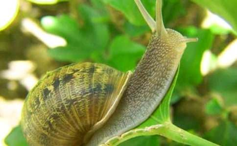 王凯新剧原著《如果蜗牛有爱情》