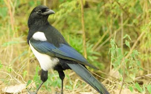 ����ϲȵ�����ĵ����