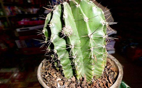 �������ơ��Ķ����⼰��