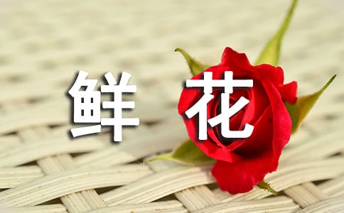 描写鲜花怒放的优美句子
