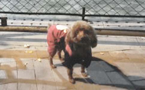 ����С��ǮǮ���и�(����15ƪ)