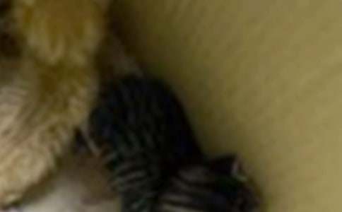 Сè����������ɽ�������