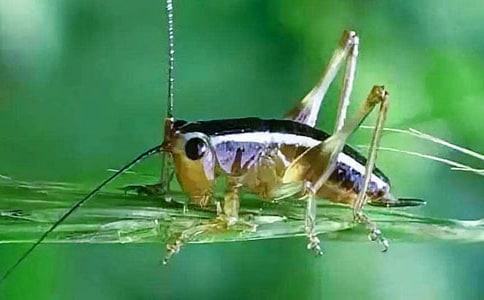 �����סլ�������