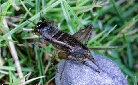 �����סլ���Ķ����