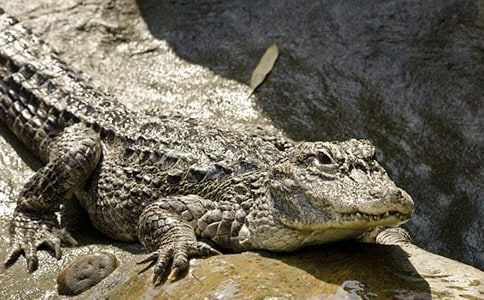 描写鳄鱼优美句段
