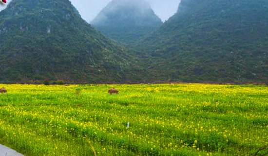 ��ѧ�����ε�`��ѯ��߻���