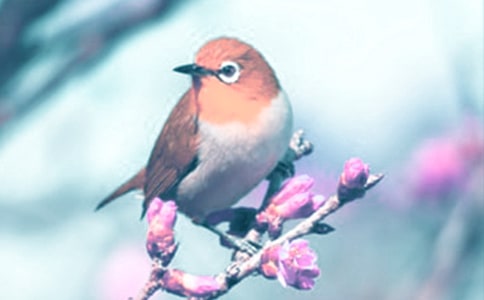 ���涯ֲ��֮�ն����700��