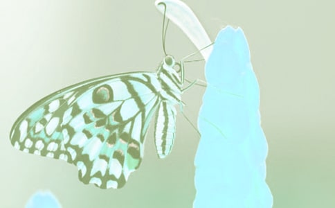 ��ֲ��ѧҰ��ʵϰ�ĵ÷��Ĳο�