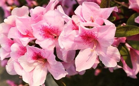 ���ݶž黨�ľ���28��