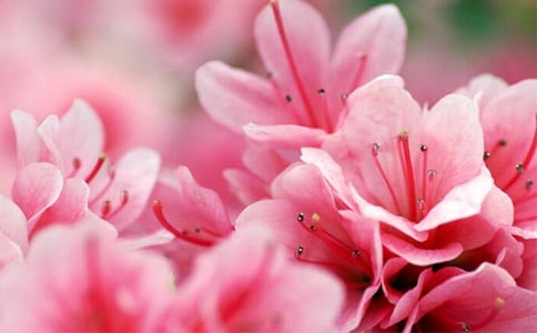 ���ݶž黨�ľ���29��
