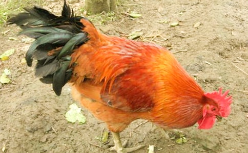 ������˵ĺڹ�������