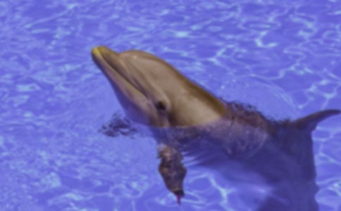 ��ɫ�ĺ��ൺ����з���
