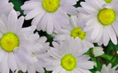 ���ݻ���ľ���29��