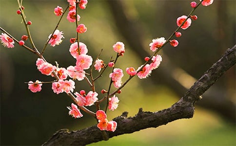 [�ϼ�]��÷���꡷��ѧ���
