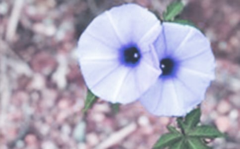 读《牵牛花》有感(5篇)