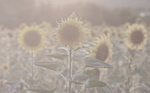 �������̫����Ů���и�13ƪ