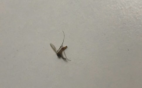 被蚊子咬发朋友圈说说150句