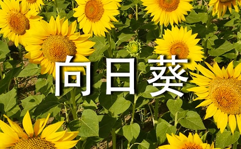 ��ңԶ�����տ��ء�����У���ѡ16ƪ��