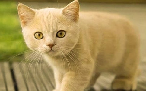 �����޶�������Сè�����ʽ�ѧ���