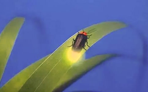 ����ө����Ψ�������İ�
