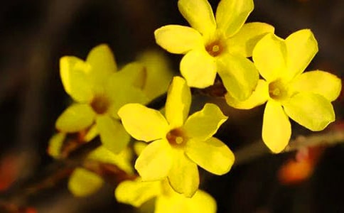 С����������:ӭ����