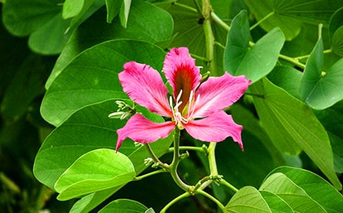 央视《紫荆花开》观后感