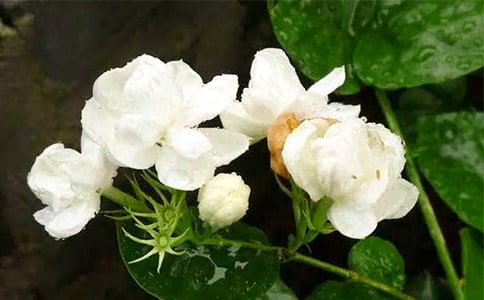 茉莉花开读后感