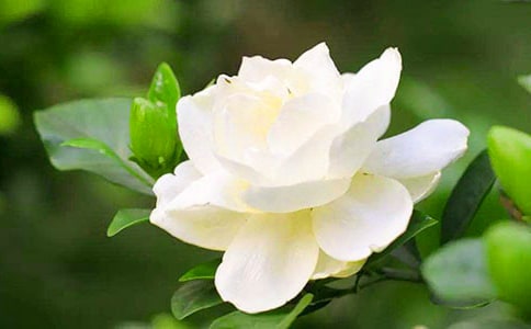 栀子花开观后感