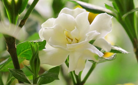 栀子花开观后感4篇