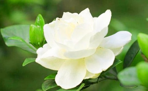 ���ӻ��Ļ�����ʲô